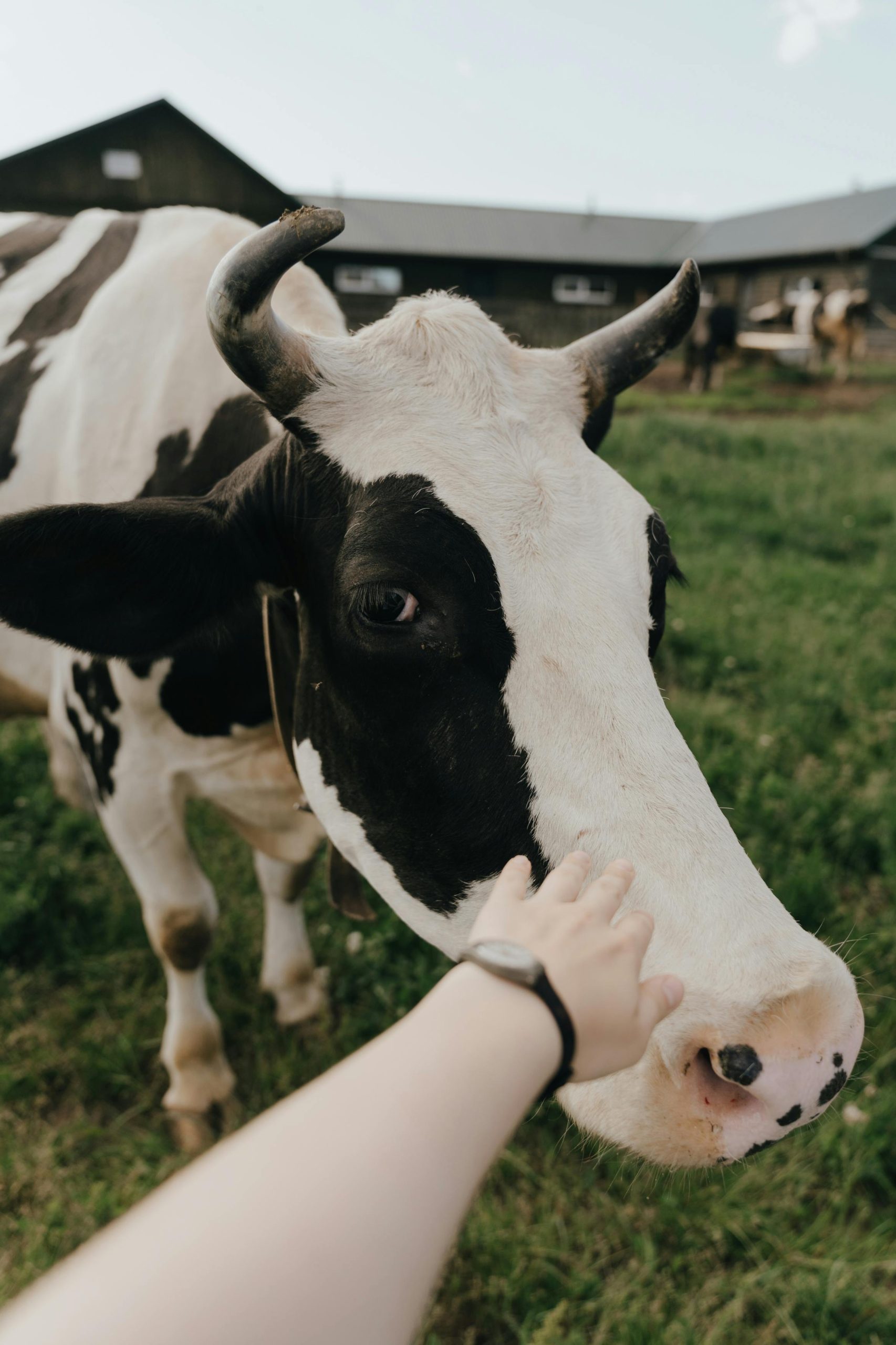 Alimentos para animales